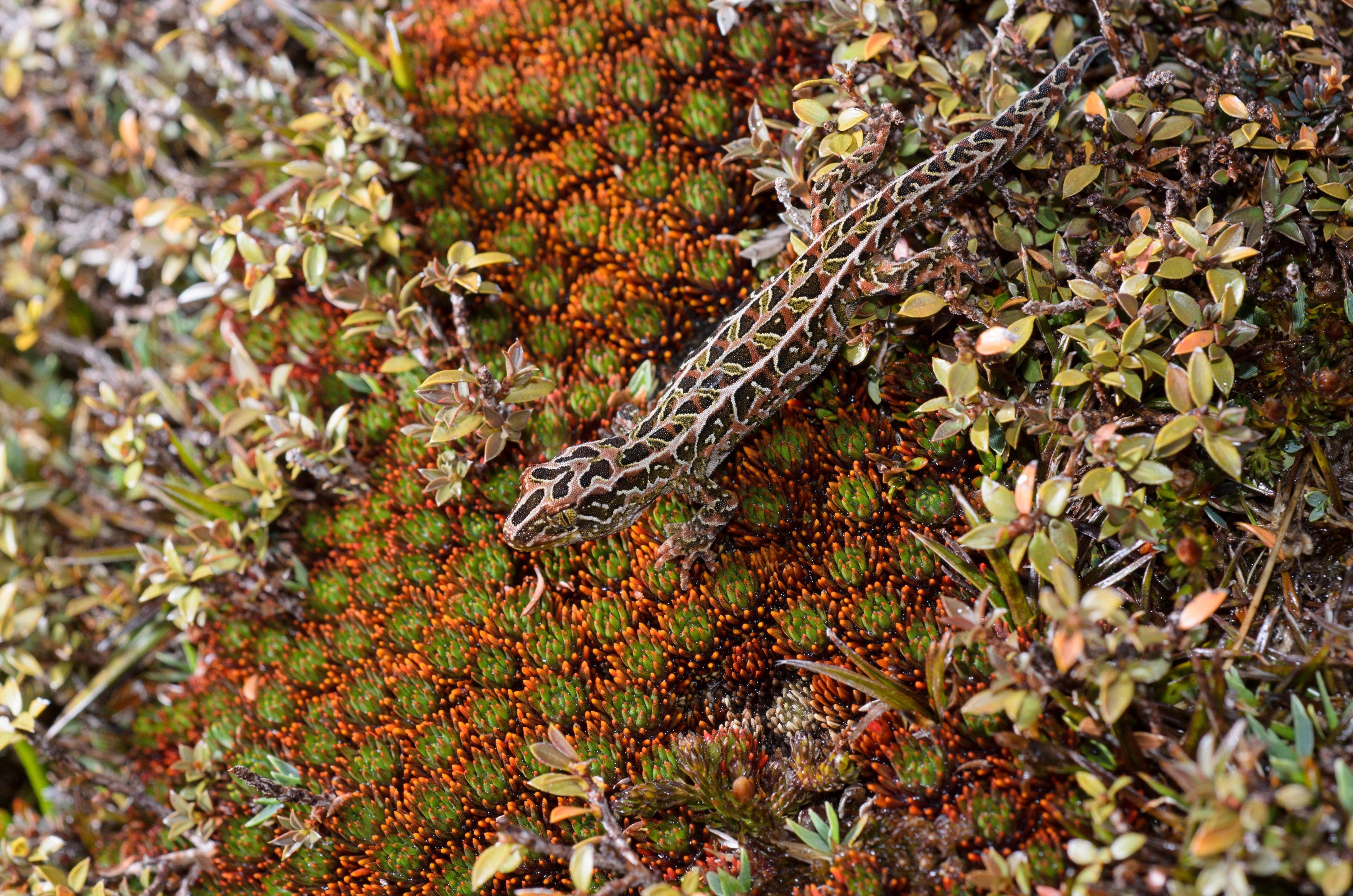 DSC_2788 – Adventure, Crispin, Hoplodactylus, Island, March 2017, National Park, New, New Zealand, Rakiura, South, Stewart, Tukutuku rakiurae, Zealand, amazing, gecko, harlequin gecko, rare, stunning